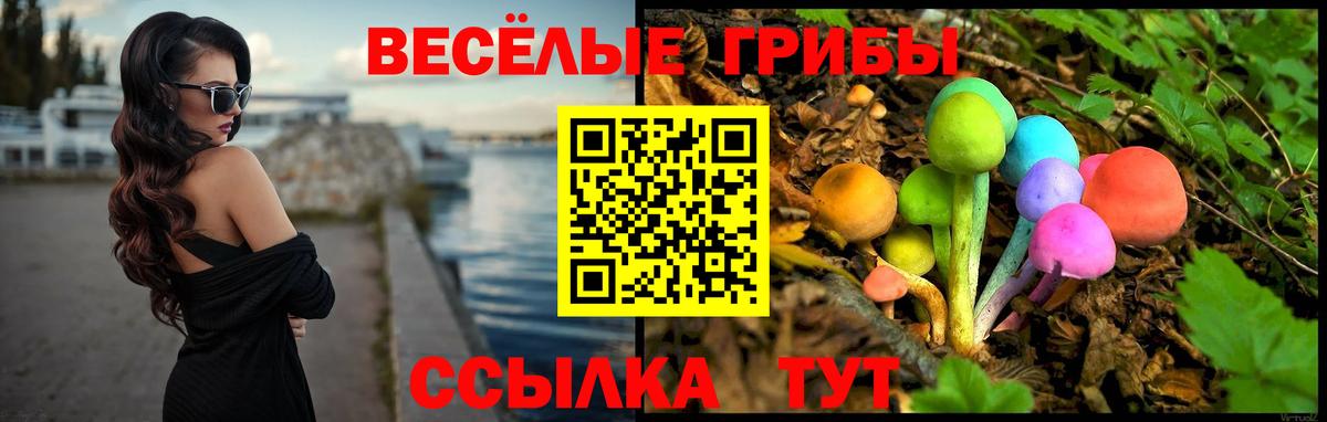 Псилоцибиновые грибы Psilocybe Вологда